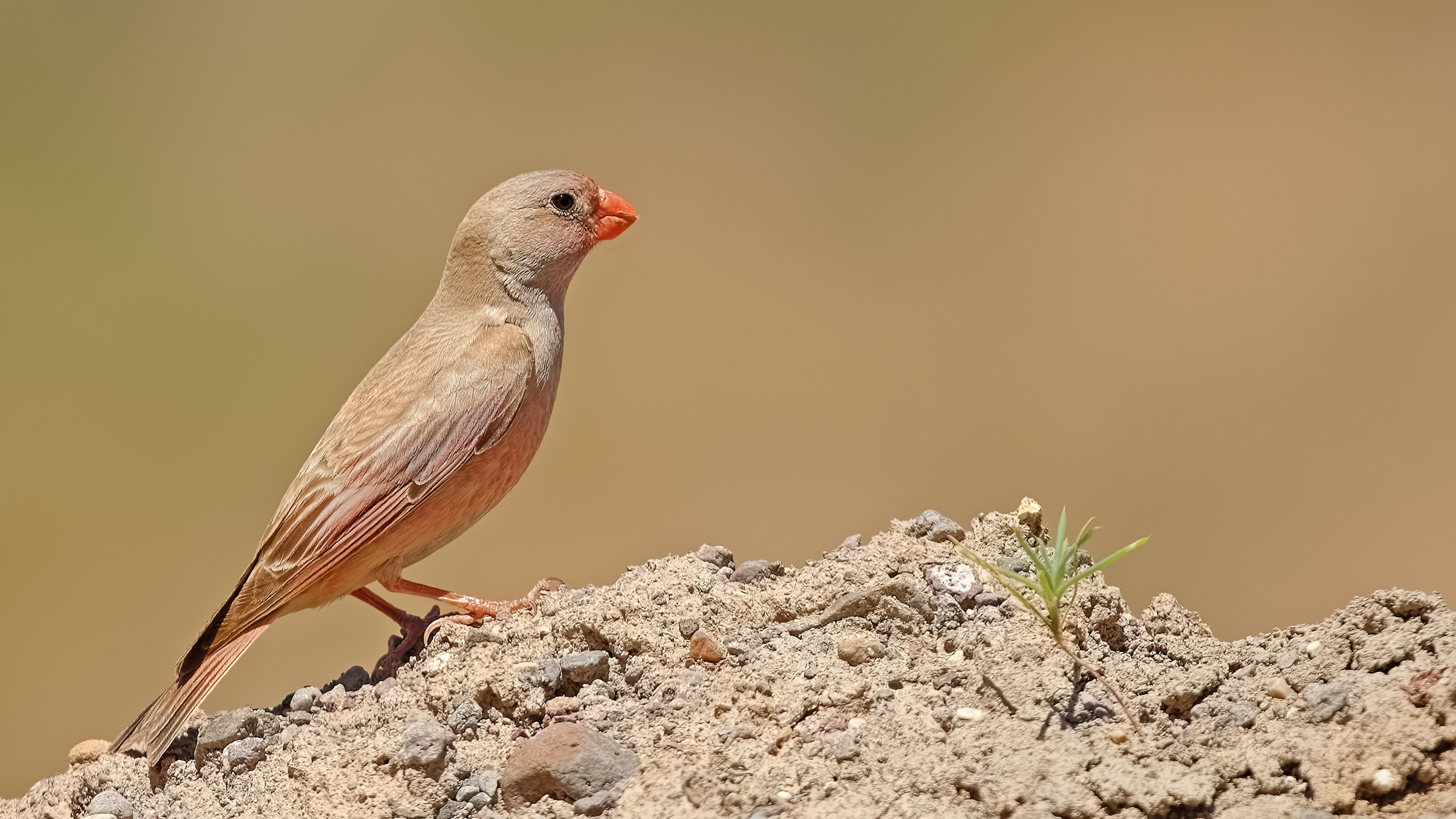 Trumpeter Finch